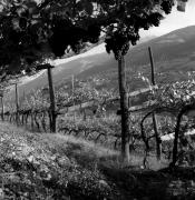 Weinernte in/bei Dorf Tirol (Positivo) di Foto Elisabeth Fuchs-Hauffen, Überlingen/Bodensee,Fuchs-Hauffen, Elisabeth (1971/10/01 - 1971/10/31)