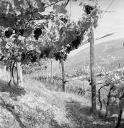 Weinernte in/bei Dorf Tirol (Positivo) di Foto Elisabeth Fuchs-Hauffen, Überlingen/Bodensee,Fuchs-Hauffen, Elisabeth (1971/10/01 - 1971/10/31)