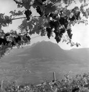 Weinernte in/bei Dorf Tirol (Positivo) di Foto Elisabeth Fuchs-Hauffen, Überlingen/Bodensee,Fuchs-Hauffen, Elisabeth (1971/10/01 - 1971/10/31)