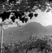 vigneto (Positivo) di Foto Elisabeth Fuchs-Hauffen, Überlingen/Bodensee,Fuchs-Hauffen, Elisabeth (1971/10/01 - 1971/10/31)