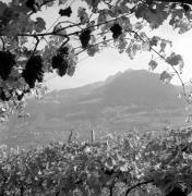 vigneto (Positivo) di Foto Elisabeth Fuchs-Hauffen, Überlingen/Bodensee,Fuchs-Hauffen, Elisabeth (1971/10/01 - 1971/10/31)