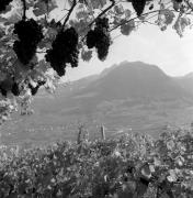 vigneto (Positivo) di Foto Elisabeth Fuchs-Hauffen, Überlingen/Bodensee,Fuchs-Hauffen, Elisabeth (1971/10/01 - 1971/10/31)