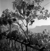 vigneto (Positivo) di Foto Elisabeth Fuchs-Hauffen, Überlingen/Bodensee,Fuchs-Hauffen, Elisabeth (1971/10/01 - 1971/10/31)