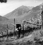 Bauer(in) / Landarbeiter(in) (Positivo) di Foto Elisabeth Fuchs-Hauffen, Überlingen/Bodensee,Fuchs-Hauffen, Elisabeth (1971/10/01 - 1971/10/31)