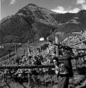 Bauer(in) / Landarbeiter(in) (Positivo) di Foto Elisabeth Fuchs-Hauffen, Überlingen/Bodensee,Fuchs-Hauffen, Elisabeth (1971/10/01 - 1971/10/31)