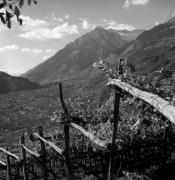 vigneto (Positivo) di Foto Elisabeth Fuchs-Hauffen, Überlingen/Bodensee,Fuchs-Hauffen, Elisabeth (1971/10/01 - 1971/10/31)