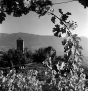 vigneto (Positivo) di Foto Elisabeth Fuchs-Hauffen, Überlingen/Bodensee,Fuchs-Hauffen, Elisabeth (1971/10/01 - 1971/10/31)