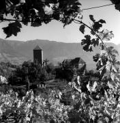 vigneto (Positivo) di Foto Elisabeth Fuchs-Hauffen, Überlingen/Bodensee,Fuchs-Hauffen, Elisabeth (1971/10/01 - 1971/10/31)