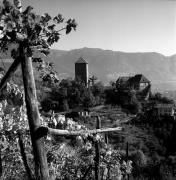 vigneto (Positivo) di Foto Elisabeth Fuchs-Hauffen, Überlingen/Bodensee,Fuchs-Hauffen, Elisabeth (1971/10/01 - 1971/10/31)