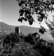 Obstbaum/Obst (Positivo) di Foto Elisabeth Fuchs-Hauffen, Überlingen/Bodensee,Fuchs-Hauffen, Elisabeth (1971/10/01 - 1971/10/31)