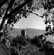 Obstbaum/Obst (Positivo) di Foto Elisabeth Fuchs-Hauffen, Überlingen/Bodensee,Fuchs-Hauffen, Elisabeth (1971/10/01 - 1971/10/31)