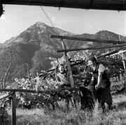 Bauer(in) / Landarbeiter(in) (Positivo) di Foto Elisabeth Fuchs-Hauffen, Überlingen/Bodensee,Fuchs-Hauffen, Elisabeth (1971/10/01 - 1971/10/31)