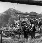 Bauer(in) / Landarbeiter(in) (Positivo) di Foto Elisabeth Fuchs-Hauffen, Überlingen/Bodensee,Fuchs-Hauffen, Elisabeth (1971/10/01 - 1971/10/31)