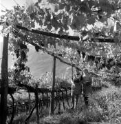 Bauer(in) / Landarbeiter(in) (Positivo) di Foto Elisabeth Fuchs-Hauffen, Überlingen/Bodensee,Fuchs-Hauffen, Elisabeth (1971/10/01 - 1971/10/31)