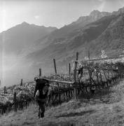 Bauer(in) / Landarbeiter(in) (Positivo) di Foto Elisabeth Fuchs-Hauffen, Überlingen/Bodensee,Fuchs-Hauffen, Elisabeth (1971/10/01 - 1971/10/31)