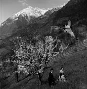 Obstbaum/Obst (Positivo) di Foto Elisabeth Fuchs-Hauffen, Überlingen/Bodensee,Fuchs-Hauffen, Elisabeth (1967/05/01 - 1967/05/31)