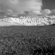 Krokus (Positivo) di Foto Elisabeth Fuchs-Hauffen, Überlingen/Bodensee,Fuchs-Hauffen, Elisabeth (1969/05/01 - 1969/05/31)
