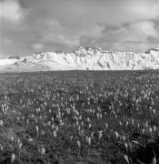 Krokus (Positivo) di Foto Elisabeth Fuchs-Hauffen, Überlingen/Bodensee,Fuchs-Hauffen, Elisabeth (1969/05/01 - 1969/05/31)