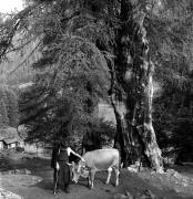 mucca/bovino (Positivo) di Foto Elisabeth Fuchs-Hauffen, Überlingen/Bodensee,Fuchs-Hauffen, Elisabeth (1967/07/01 - 1967/07/31)