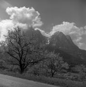 Obstbaum/Obst (Positivo) di Foto Elisabeth Fuchs-Hauffen, Überlingen/Bodensee,Fuchs-Hauffen, Elisabeth (1972/05/01 - 1972/05/31)