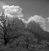 Obstbaum/Obst (Positivo) di Foto Elisabeth Fuchs-Hauffen, Überlingen/Bodensee,Fuchs-Hauffen, Elisabeth (1972/05/01 - 1972/05/31)