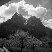 Obstbaum/Obst (Positivo) di Foto Elisabeth Fuchs-Hauffen, Überlingen/Bodensee,Fuchs-Hauffen, Elisabeth (1972/05/01 - 1972/05/31)