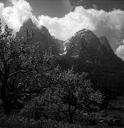 Obstbaum/Obst (Positivo) di Foto Elisabeth Fuchs-Hauffen, Überlingen/Bodensee,Fuchs-Hauffen, Elisabeth (1972/05/01 - 1972/05/31)