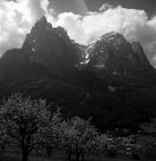 Obstbaum/Obst (Positivo) di Foto Elisabeth Fuchs-Hauffen, Überlingen/Bodensee,Fuchs-Hauffen, Elisabeth (1972/05/01 - 1972/05/31)