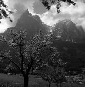 Obstbaum/Obst (Positivo) di Foto Elisabeth Fuchs-Hauffen, Überlingen/Bodensee,Fuchs-Hauffen, Elisabeth (1972/05/01 - 1972/05/31)