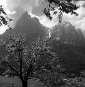 Obstbaum/Obst (Positivo) di Foto Elisabeth Fuchs-Hauffen, Überlingen/Bodensee,Fuchs-Hauffen, Elisabeth (1972/05/01 - 1972/05/31)