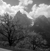 Obstbaum/Obst (Positivo) di Foto Elisabeth Fuchs-Hauffen, Überlingen/Bodensee,Fuchs-Hauffen, Elisabeth (1972/05/01 - 1972/05/31)