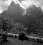 Obstbaum/Obst (Positivo) di Foto Elisabeth Fuchs-Hauffen, Überlingen/Bodensee,Fuchs-Hauffen, Elisabeth (1972/05/01 - 1972/05/31)