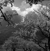 Obstbaum/Obst (Positivo) di Foto Elisabeth Fuchs-Hauffen, Überlingen/Bodensee,Fuchs-Hauffen, Elisabeth (1972/05/01 - 1972/05/31)