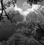 Obstbaum/Obst (Positivo) di Foto Elisabeth Fuchs-Hauffen, Überlingen/Bodensee,Fuchs-Hauffen, Elisabeth (1972/05/01 - 1972/05/31)