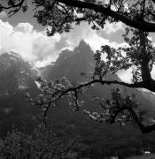 Obstbaum/Obst (Positivo) di Foto Elisabeth Fuchs-Hauffen, Überlingen/Bodensee,Fuchs-Hauffen, Elisabeth (1972/05/01 - 1972/05/31)