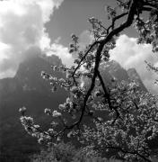 Obstbaum/Obst (Positivo) di Foto Elisabeth Fuchs-Hauffen, Überlingen/Bodensee,Fuchs-Hauffen, Elisabeth (1972/05/01 - 1972/05/31)