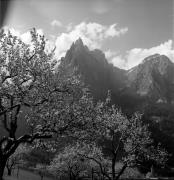 Obstbaum/Obst (Positivo) di Foto Elisabeth Fuchs-Hauffen, Überlingen/Bodensee,Fuchs-Hauffen, Elisabeth (1972/05/01 - 1972/05/31)