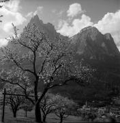 Obstbaum/Obst (Positivo) di Foto Elisabeth Fuchs-Hauffen, Überlingen/Bodensee,Fuchs-Hauffen, Elisabeth (1972/05/01 - 1972/05/31)