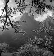 Obstbaum/Obst (Positivo) di Foto Elisabeth Fuchs-Hauffen, Überlingen/Bodensee,Fuchs-Hauffen, Elisabeth (1972/05/01 - 1972/05/31)