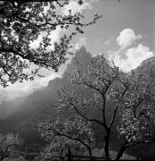 Obstbaum/Obst (Positivo) di Foto Elisabeth Fuchs-Hauffen, Überlingen/Bodensee,Fuchs-Hauffen, Elisabeth (1972/05/01 - 1972/05/31)