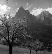 Obstbaum/Obst (Positivo) di Foto Elisabeth Fuchs-Hauffen, Überlingen/Bodensee,Fuchs-Hauffen, Elisabeth (1972/05/01 - 1972/05/31)