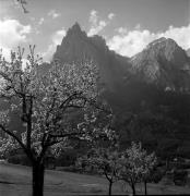 Obstbaum/Obst (Positivo) di Foto Elisabeth Fuchs-Hauffen, Überlingen/Bodensee,Fuchs-Hauffen, Elisabeth (1972/05/01 - 1972/05/31)