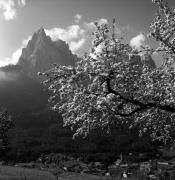 Obstbaum/Obst (Positivo) di Foto Elisabeth Fuchs-Hauffen, Überlingen/Bodensee,Fuchs-Hauffen, Elisabeth (1972/05/01 - 1972/05/31)