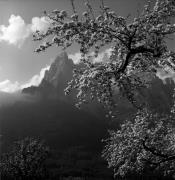 Obstbaum/Obst (Positivo) di Foto Elisabeth Fuchs-Hauffen, Überlingen/Bodensee,Fuchs-Hauffen, Elisabeth (1972/05/01 - 1972/05/31)