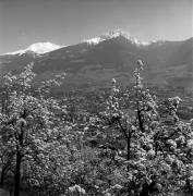 Obstbaum/Obst (Positivo) di Foto Elisabeth Fuchs-Hauffen, Überlingen/Bodensee,Fuchs-Hauffen, Elisabeth (1977/04/01 - 1977/04/43)