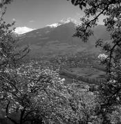 Obstbaum/Obst (Positivo) di Foto Elisabeth Fuchs-Hauffen, Überlingen/Bodensee,Fuchs-Hauffen, Elisabeth (1977/04/01 - 1977/04/43)