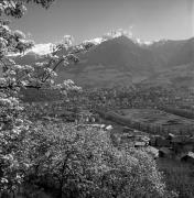 Obstbaum/Obst (Positivo) di Foto Elisabeth Fuchs-Hauffen, Überlingen/Bodensee,Fuchs-Hauffen, Elisabeth (1977/04/01 - 1977/04/43)