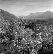 Obstbaum/Obst (Positivo) di Foto Elisabeth Fuchs-Hauffen, Überlingen/Bodensee,Fuchs-Hauffen, Elisabeth (1977/04/01 - 1977/04/43)