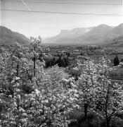 Obstbaum/Obst (Positivo) di Foto Elisabeth Fuchs-Hauffen, Überlingen/Bodensee,Fuchs-Hauffen, Elisabeth (1977/04/01 - 1977/04/43)