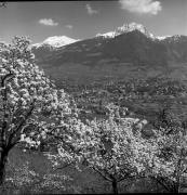 Obstbaum/Obst (Positivo) di Foto Elisabeth Fuchs-Hauffen, Überlingen/Bodensee,Fuchs-Hauffen, Elisabeth (1977/04/01 - 1977/04/43)